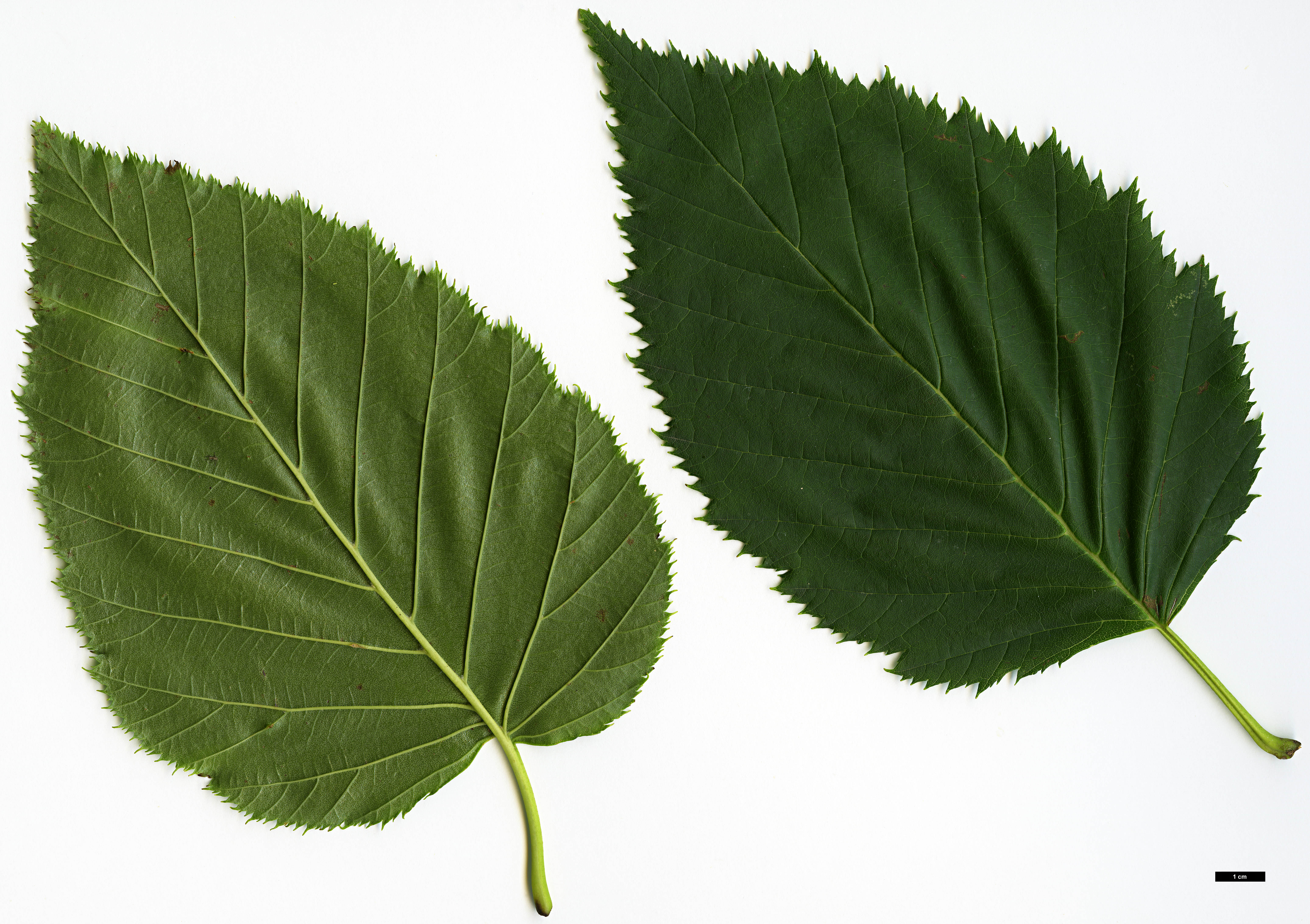 High resolution image: Family: Betulaceae - Genus: Alnus - Taxon: aff. maximowiczii